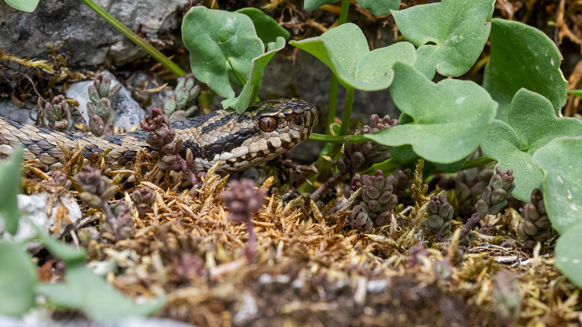Bartgeier, Gypaète Barbu, Quebrantahuesos, Lämmergeier, Lammergeier, 