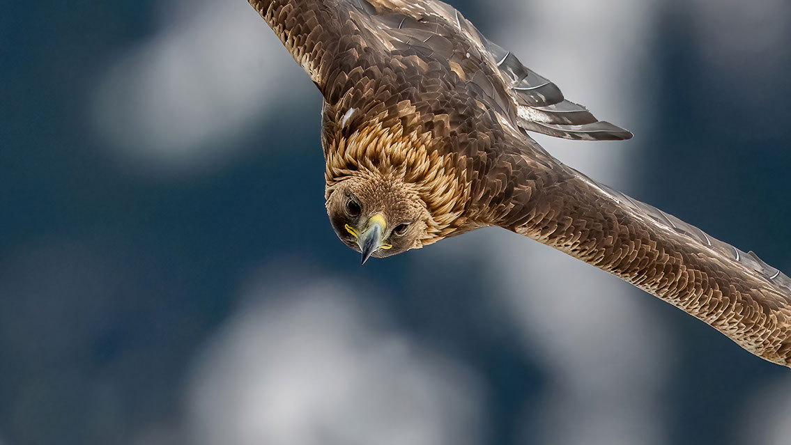 Bartgeier Schweiz Alpen fliegend Adult Gyaéte en vol Lammergeier Bearded Vulture