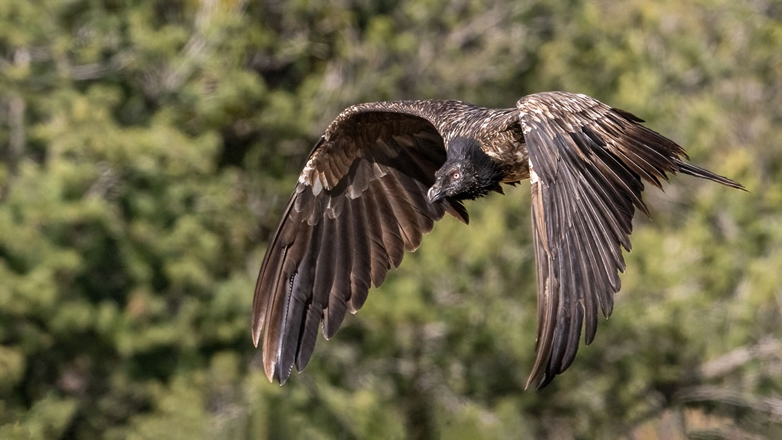 Bartgeier, Gypaète Barbu, Quebrantahuesos, Lämmergeier, Lammergeier, 