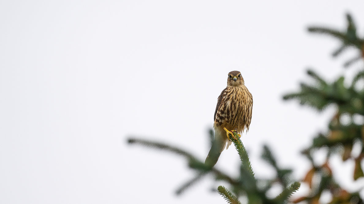 Bartgeier, Gypaète Barbu, Quebrantahuesos, Lämmergeier, Lammergeier, 