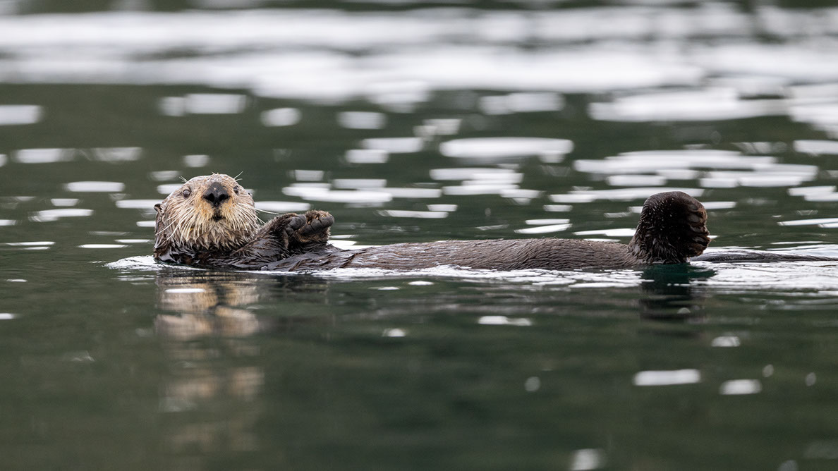 Bartgeier Bartgeier, Gypaète Barbu, Quebrantahuesos, Lämmergeier, Lammergeier,