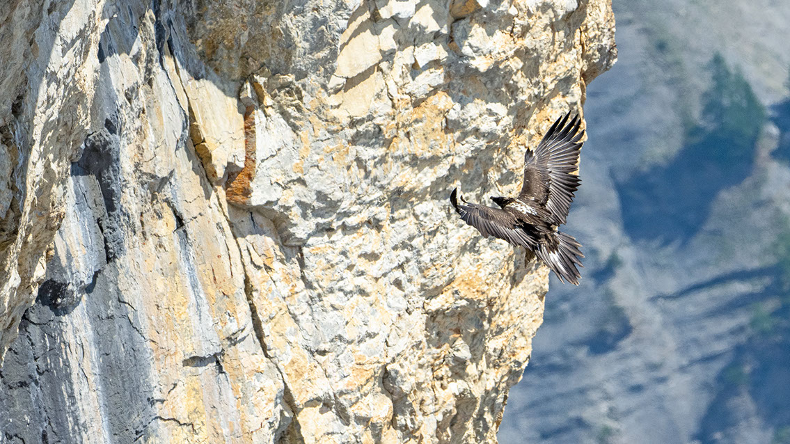 Bartgeier Schweiz Alpen fliegend Adult Gyaéte en vol Lammergeier Bearded Vulture