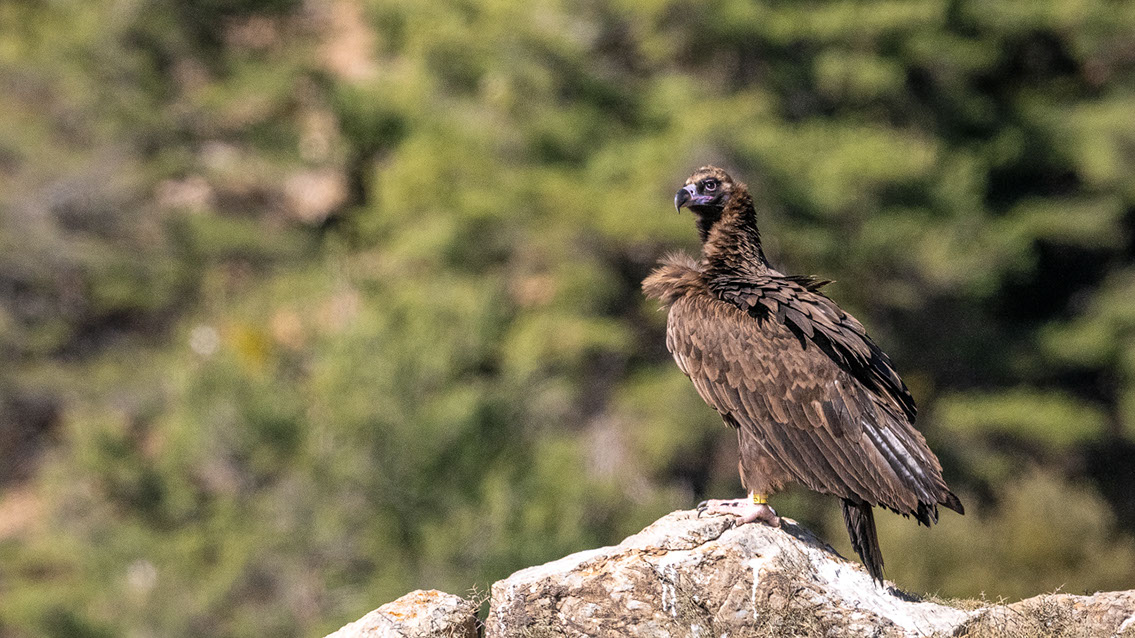 Bartgeier Bartgeier, Gypaète Barbu, Quebrantahuesos, Lämmergeier, Lammergeier,