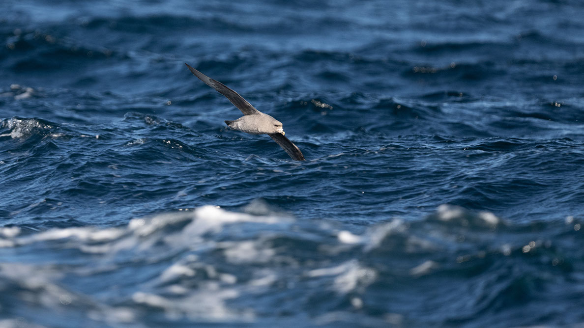 Bartgeier Bartgeier, Gypaète Barbu, Quebrantahuesos, Lämmergeier, Lammergeier,