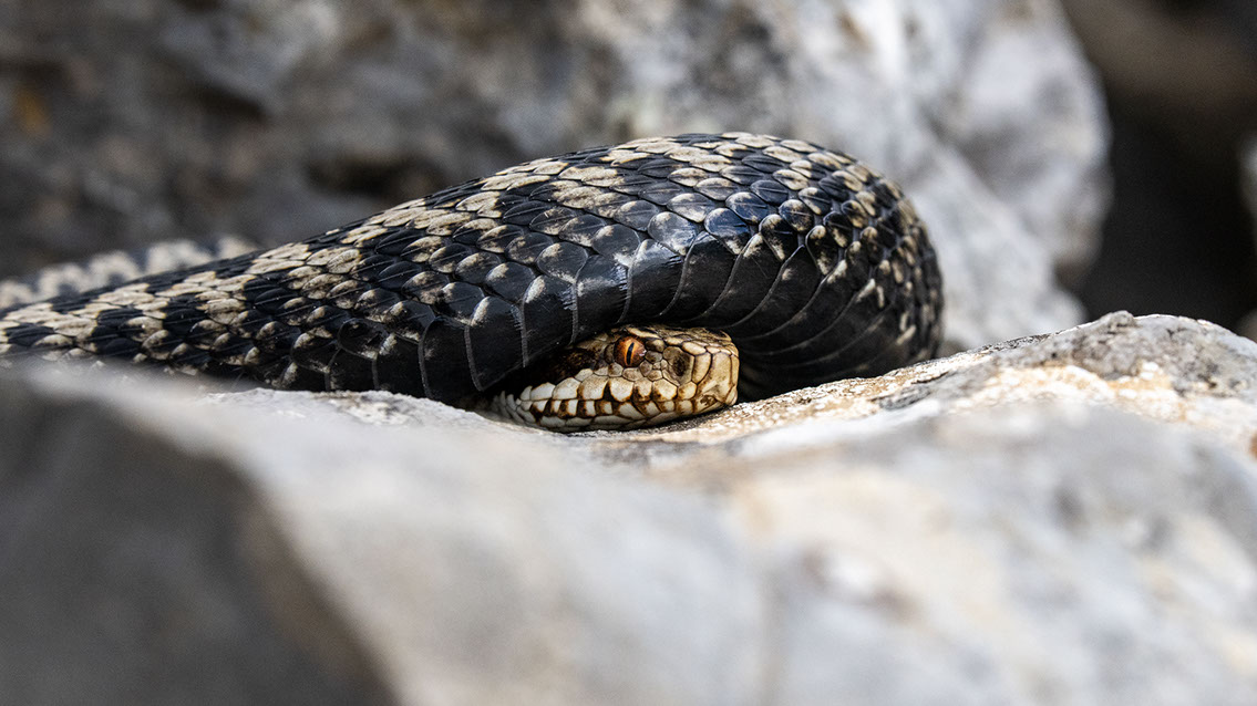 Bartgeier, Gypaète Barbu, Quebrantahuesos, Lämmergeier, Lammergeier, 