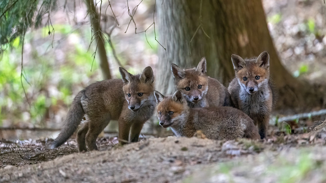Athene noctua, Steinkauz, Kauz, Little owl