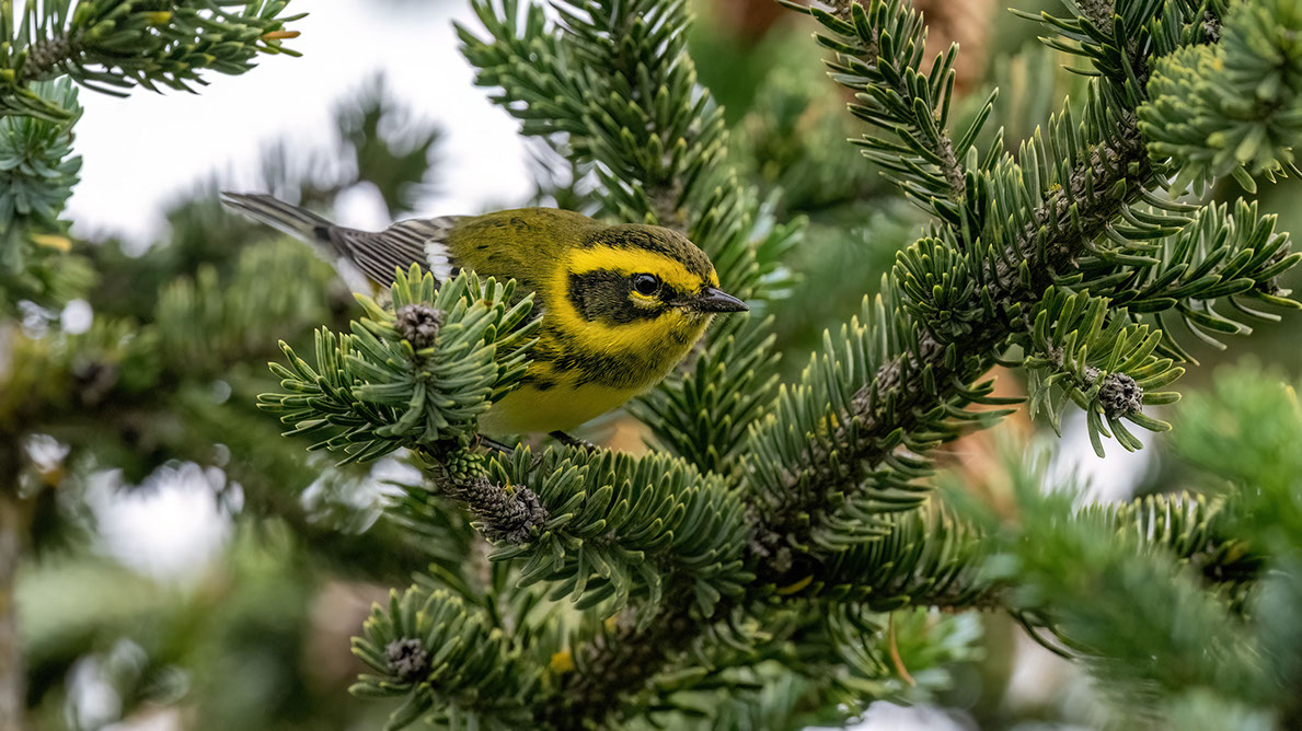 Bartgeier, Gypaète Barbu, Quebrantahuesos, Lämmergeier, Lammergeier, 