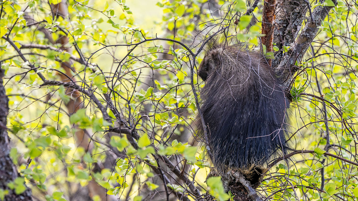 Bartgeier Bartgeier, Gypaète Barbu, Quebrantahuesos, Lämmergeier, Lammergeier,