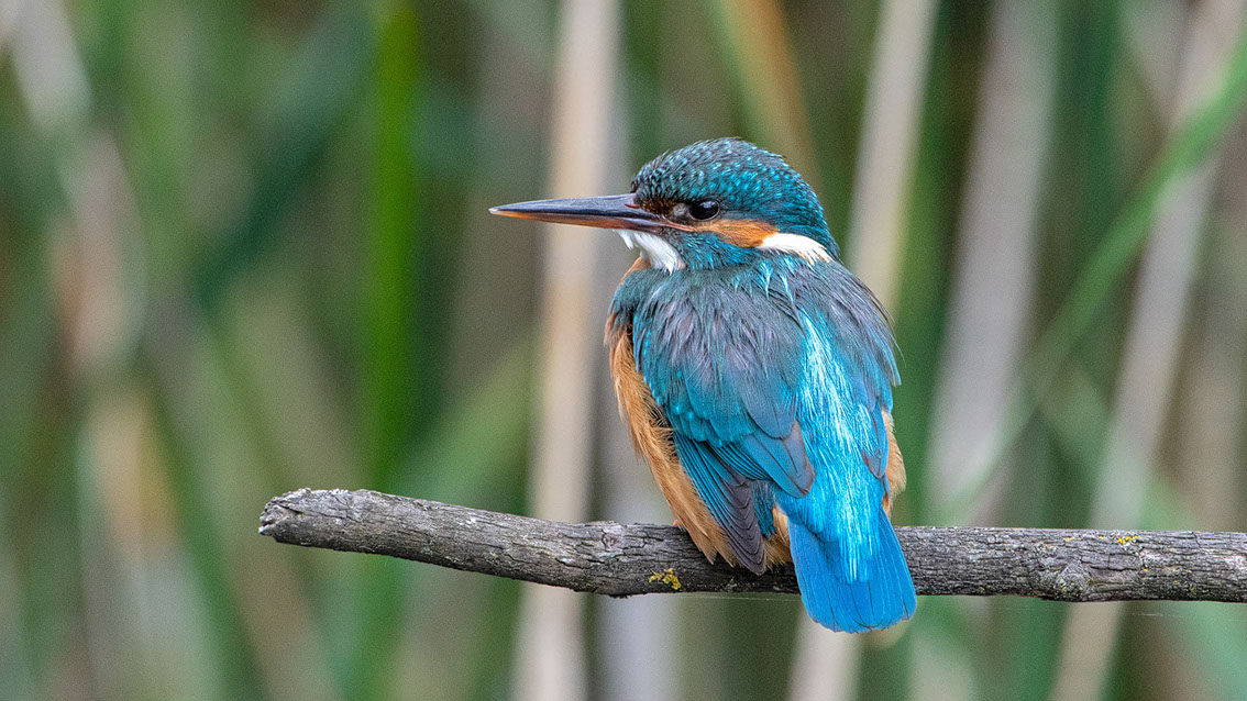 Bartgeier Bartgeier, Gypaète Barbu, Quebrantahuesos, Lämmergeier, Lammergeier,