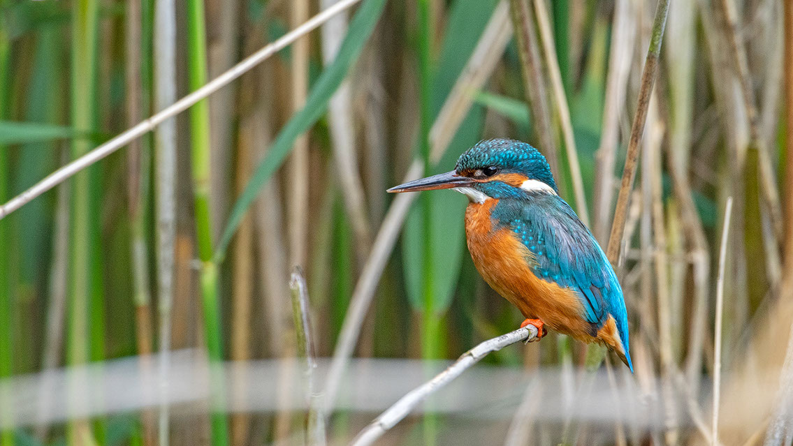 Bartgeier Bartgeier, Gypaète Barbu, Quebrantahuesos, Lämmergeier, Lammergeier,