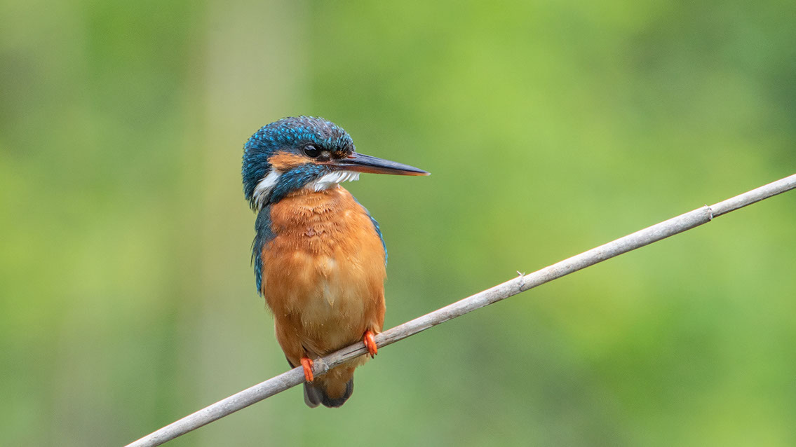 Bartgeier Bartgeier, Gypaète Barbu, Quebrantahuesos, Lämmergeier, Lammergeier,