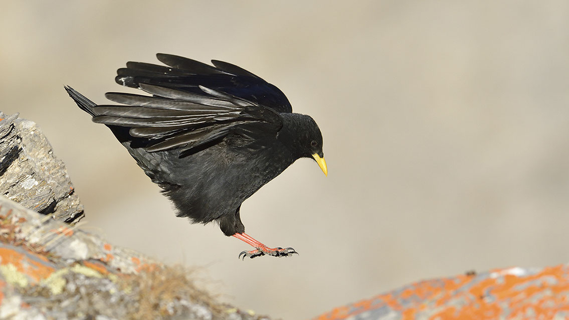 Bartgeier, Gypaète Barbu, Quebrantahuesos, Lämmergeier, Lammergeier, 