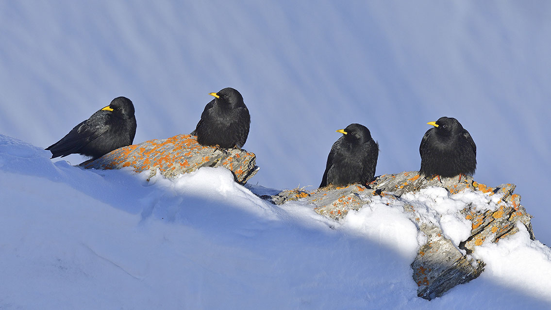 Bartgeier, Gypaète Barbu, Quebrantahuesos, Lämmergeier, Lammergeier, 
