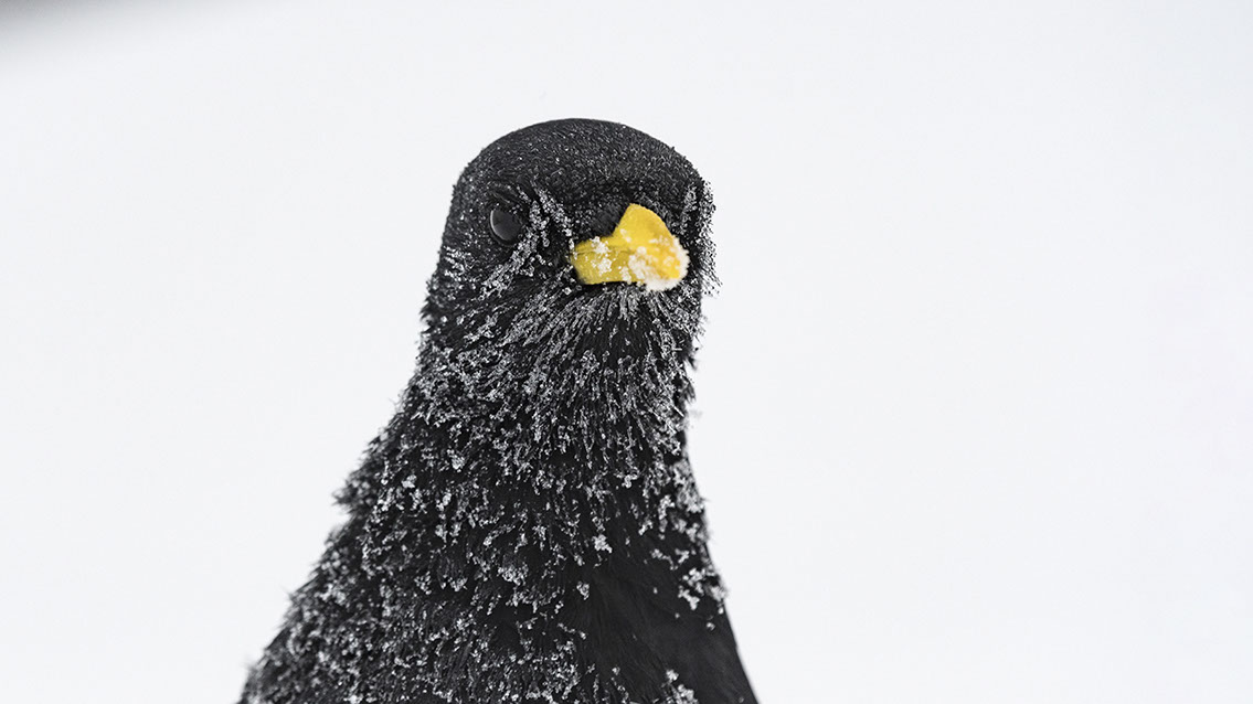 Bartgeier, Gypaète Barbu, Quebrantahuesos, Lämmergeier, Lammergeier, 