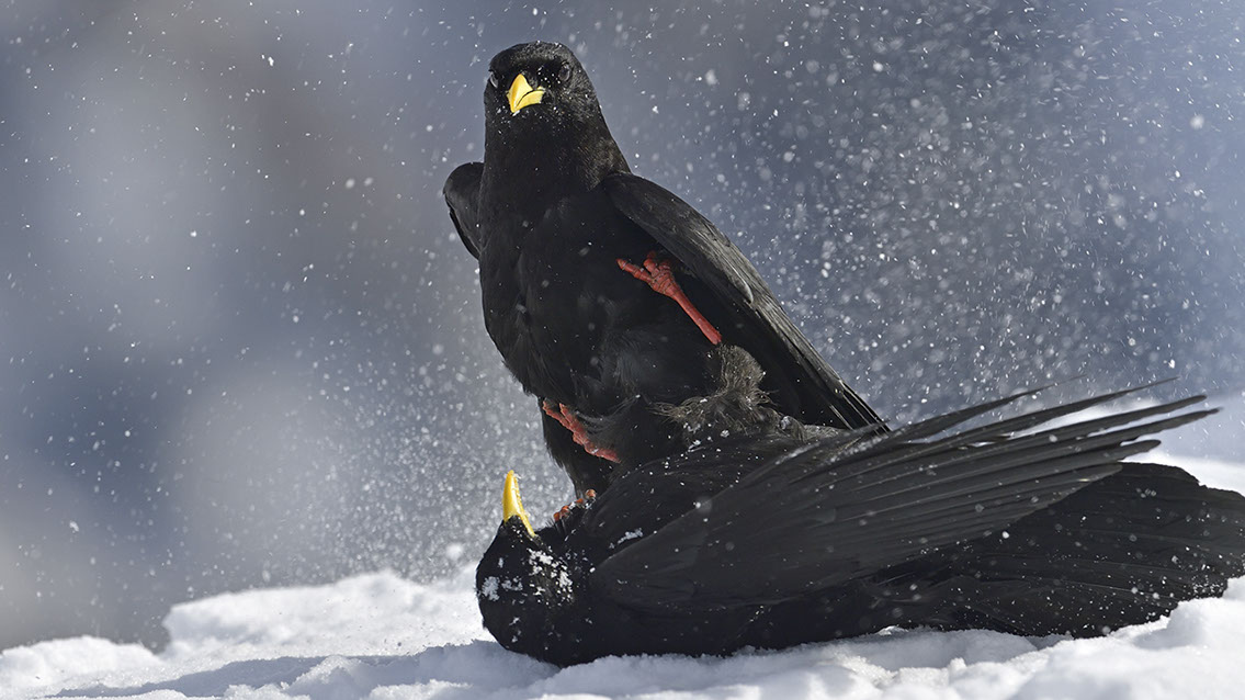 Bartgeier, Gypaète Barbu, Quebrantahuesos, Lämmergeier, Lammergeier, 