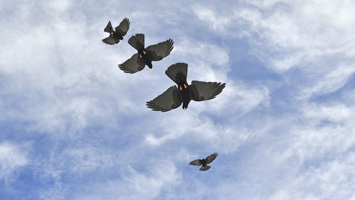 Bartgeier, Gypaète Barbu, Quebrantahuesos, Lämmergeier, Lammergeier, 