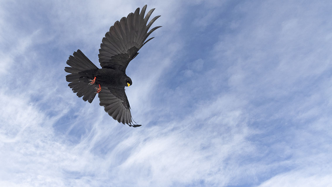 Bartgeier, Gypaète Barbu, Quebrantahuesos, Lämmergeier, Lammergeier, 