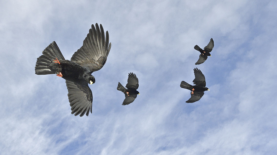 Bartgeier, Gypaète Barbu, Quebrantahuesos, Lämmergeier, Lammergeier, 