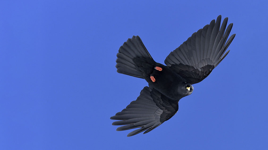 Bartgeier, Gypaète Barbu, Quebrantahuesos, Lämmergeier, Lammergeier, 