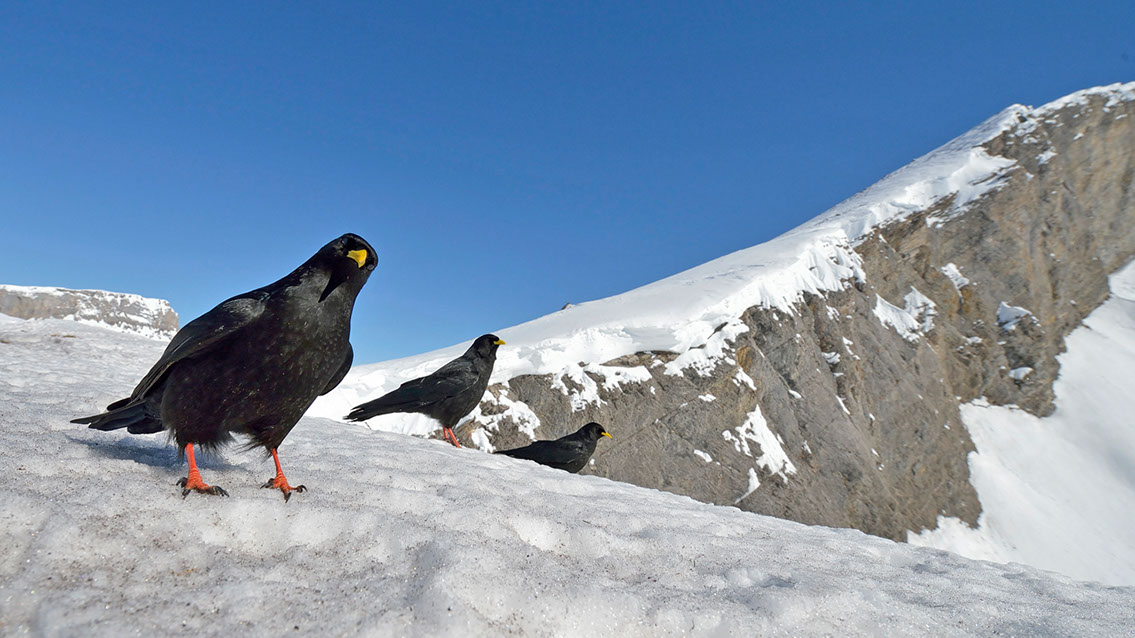 Bartgeier, Gypaète Barbu, Quebrantahuesos, Lämmergeier, Lammergeier, 