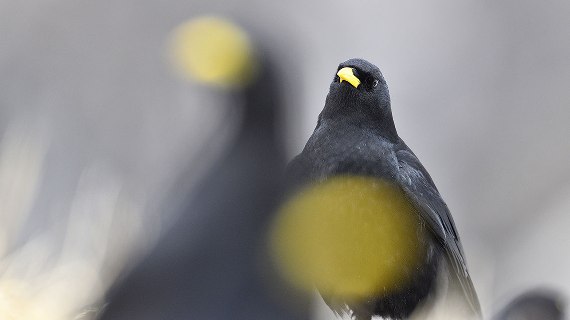 Bartgeier, Gypaète Barbu, Quebrantahuesos, Lämmergeier, Lammergeier, 