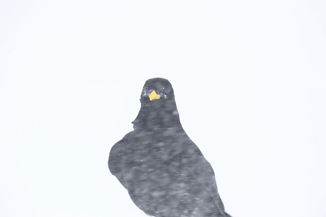 Bartgeier, Gypaète Barbu, Quebrantahuesos, Lämmergeier, Lammergeier, 