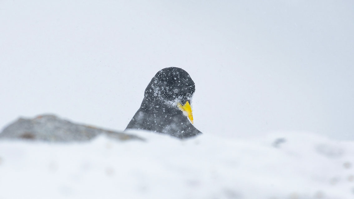 Bartgeier, Gypaète Barbu, Quebrantahuesos, Lämmergeier, Lammergeier, 