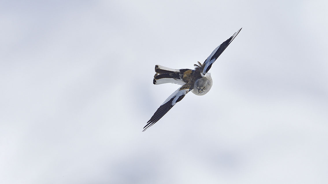 Bartgeier, Gypaète Barbu, Quebrantahuesos, Lämmergeier, Lammergeier, 