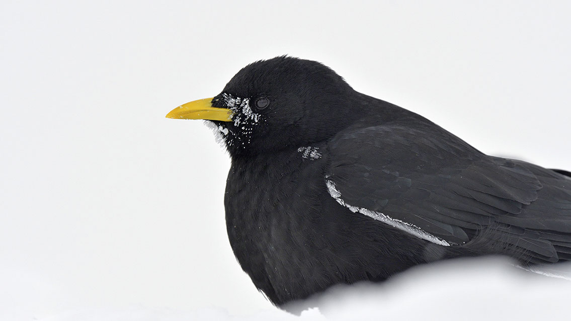 Bartgeier, Gypaète Barbu, Quebrantahuesos, Lämmergeier, Lammergeier, 