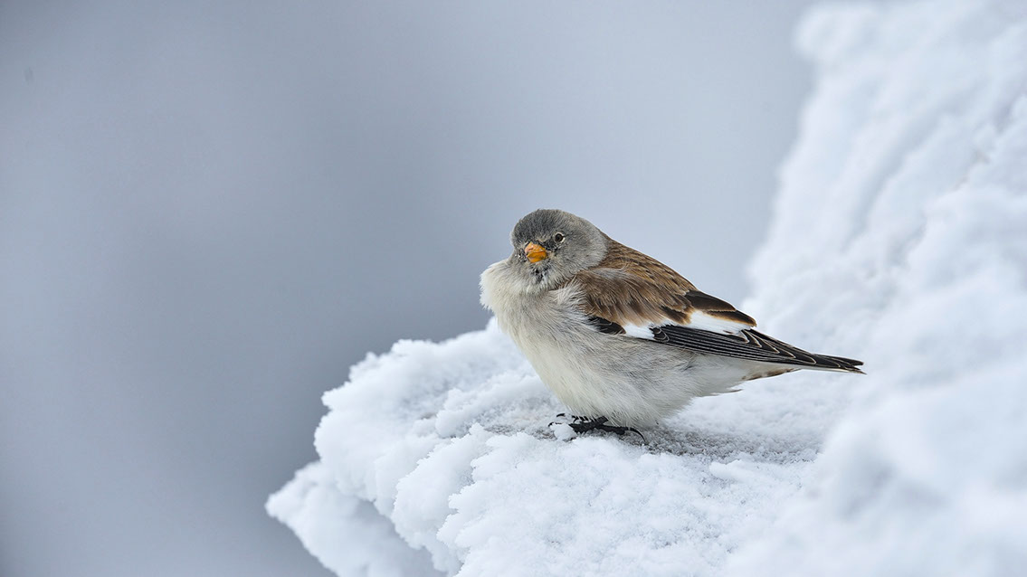 Bartgeier, Gypaète Barbu, Quebrantahuesos, Lämmergeier, Lammergeier, 