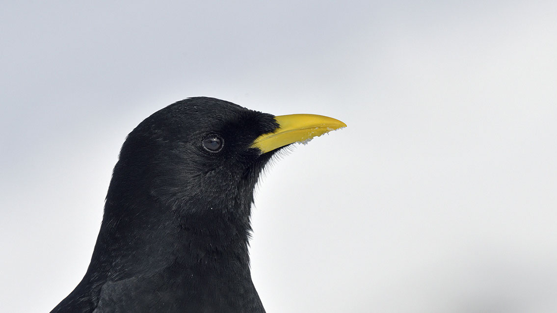 Bartgeier, Gypaète Barbu, Quebrantahuesos, Lämmergeier, Lammergeier, 