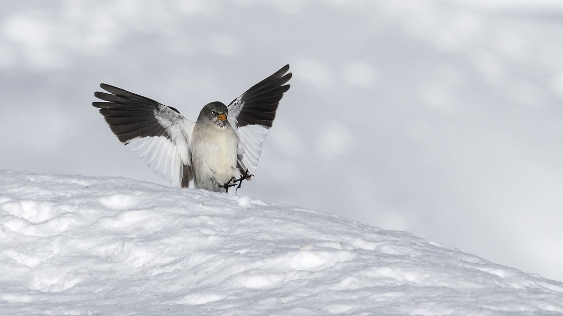 Bartgeier, Gypaète Barbu, Quebrantahuesos, Lämmergeier, Lammergeier, 