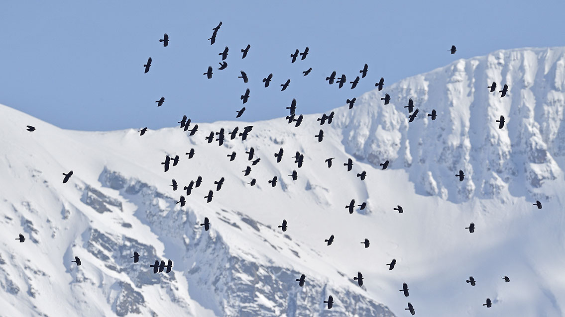 Bartgeier, Gypaète Barbu, Quebrantahuesos, Lämmergeier, Lammergeier, 