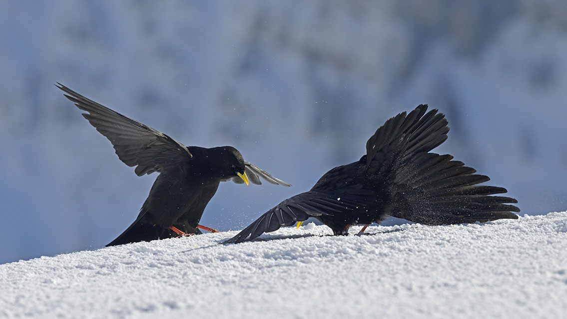 Bartgeier, Gypaète Barbu, Quebrantahuesos, Lämmergeier, Lammergeier, 