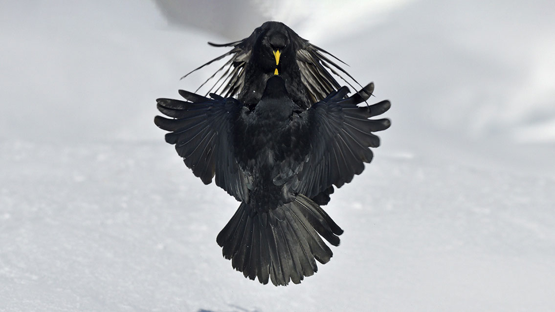 Bartgeier, Gypaète Barbu, Quebrantahuesos, Lämmergeier, Lammergeier, 