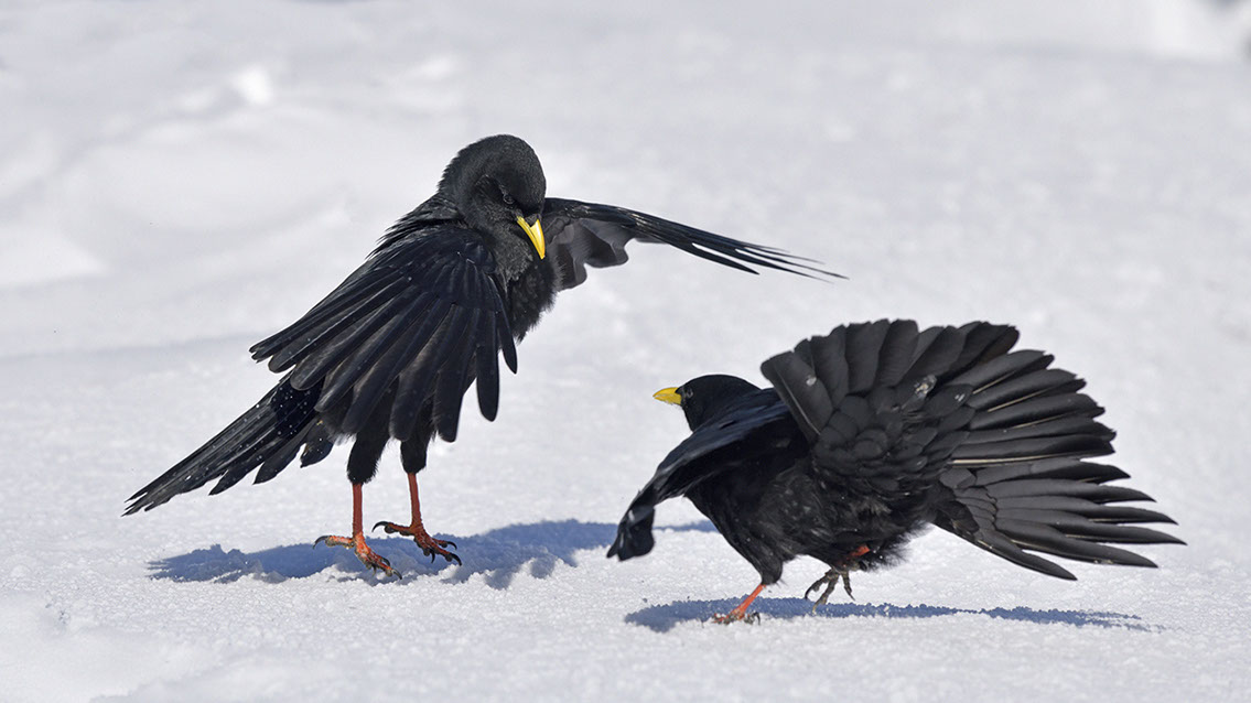 Bartgeier, Gypaète Barbu, Quebrantahuesos, Lämmergeier, Lammergeier, 