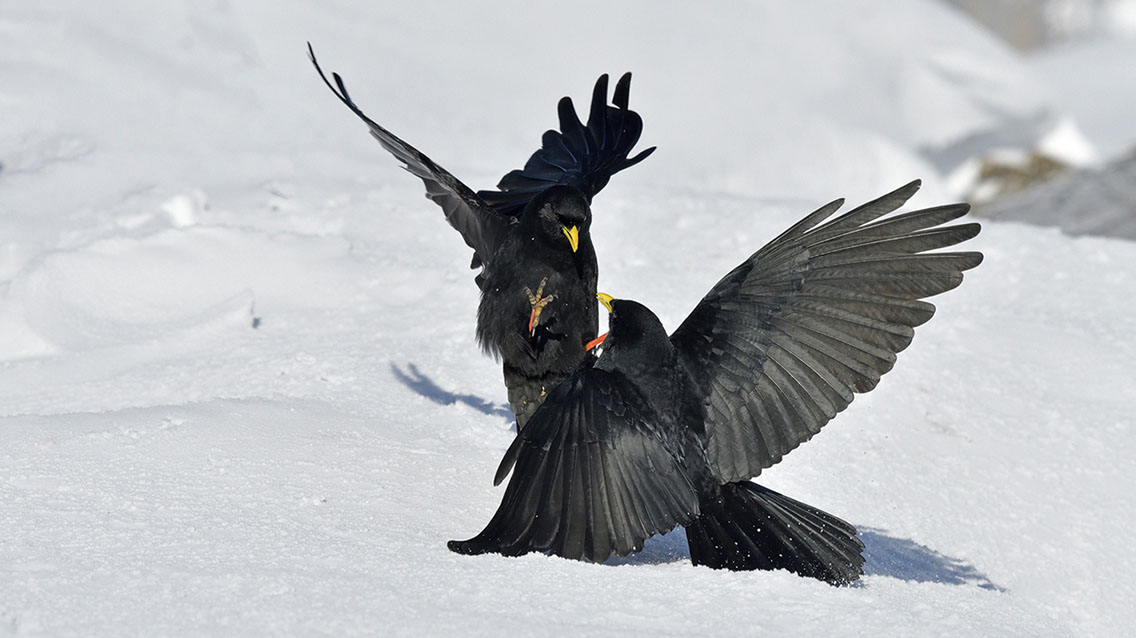Bartgeier, Gypaète Barbu, Quebrantahuesos, Lämmergeier, Lammergeier, 