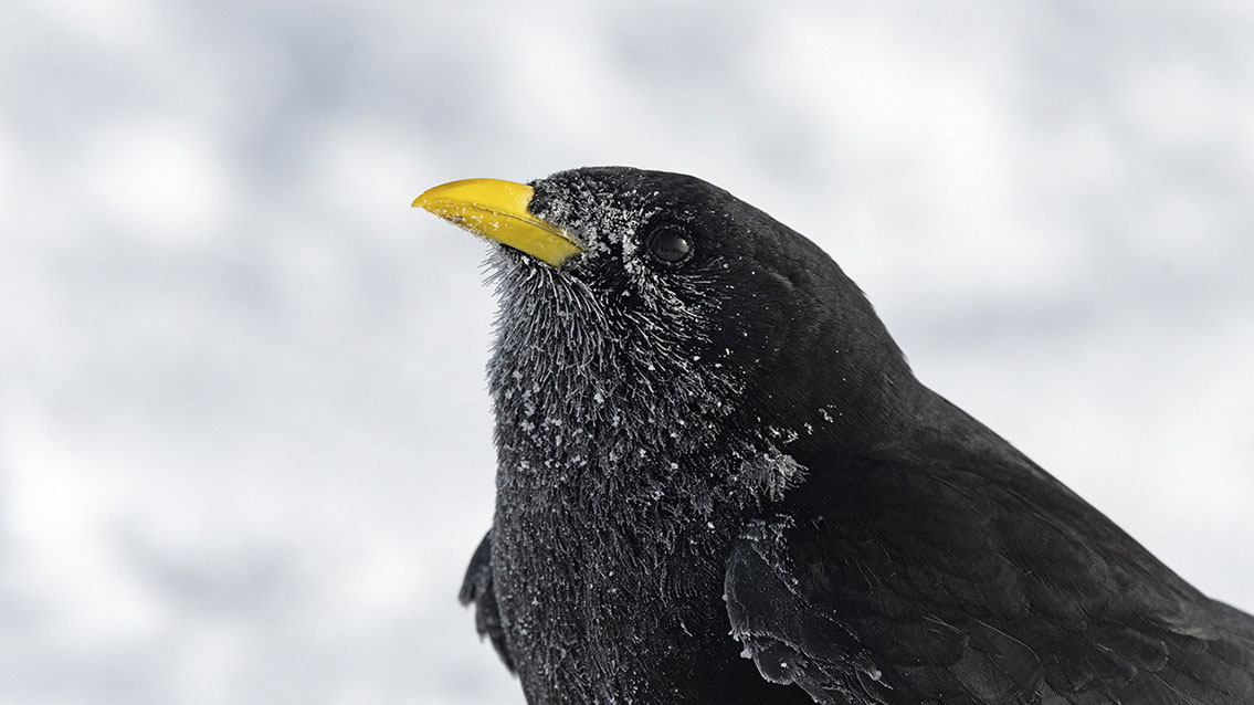 Bartgeier, Gypaète Barbu, Quebrantahuesos, Lämmergeier, Lammergeier, 