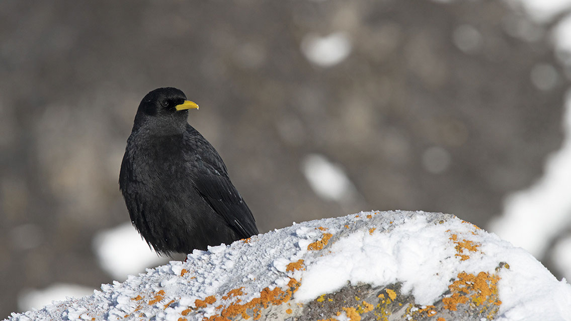 Bartgeier, Gypaète Barbu, Quebrantahuesos, Lämmergeier, Lammergeier, 