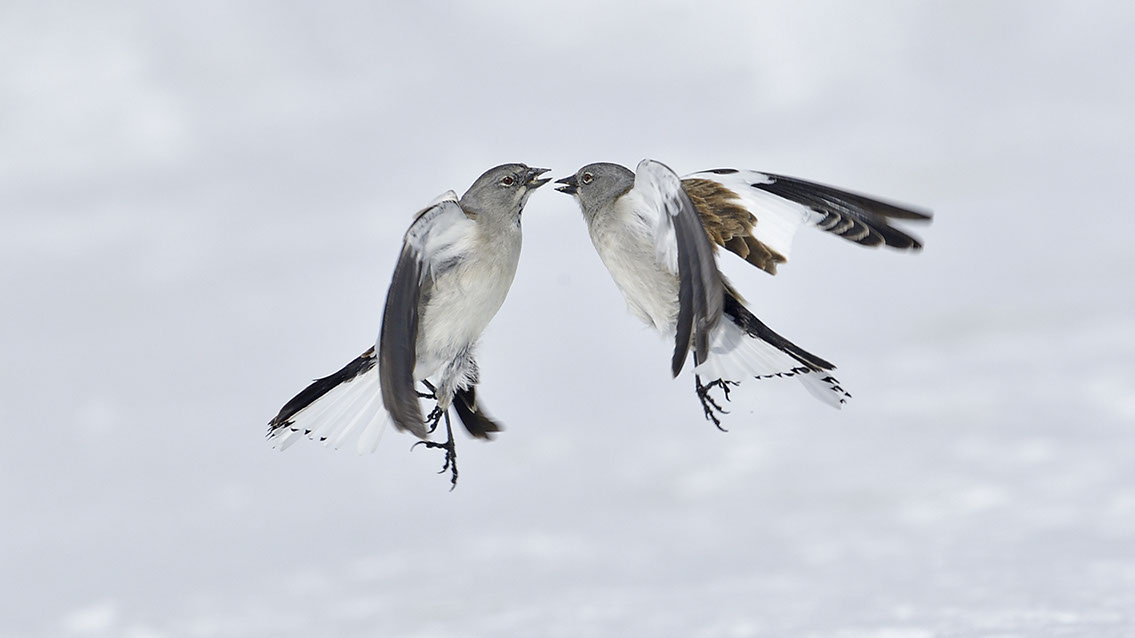 Bartgeier, Gypaète Barbu, Quebrantahuesos, Lämmergeier, Lammergeier, 
