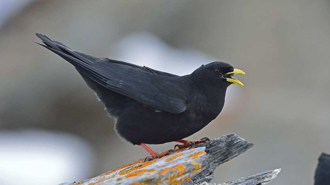 Bartgeier, Gypaète Barbu, Quebrantahuesos, Lämmergeier, Lammergeier, 