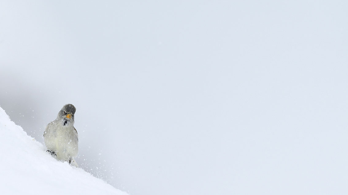 Bartgeier, Gypaète Barbu, Quebrantahuesos, Lämmergeier, Lammergeier, 