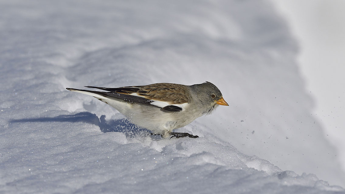 Bartgeier, Gypaète Barbu, Quebrantahuesos, Lämmergeier, Lammergeier, 