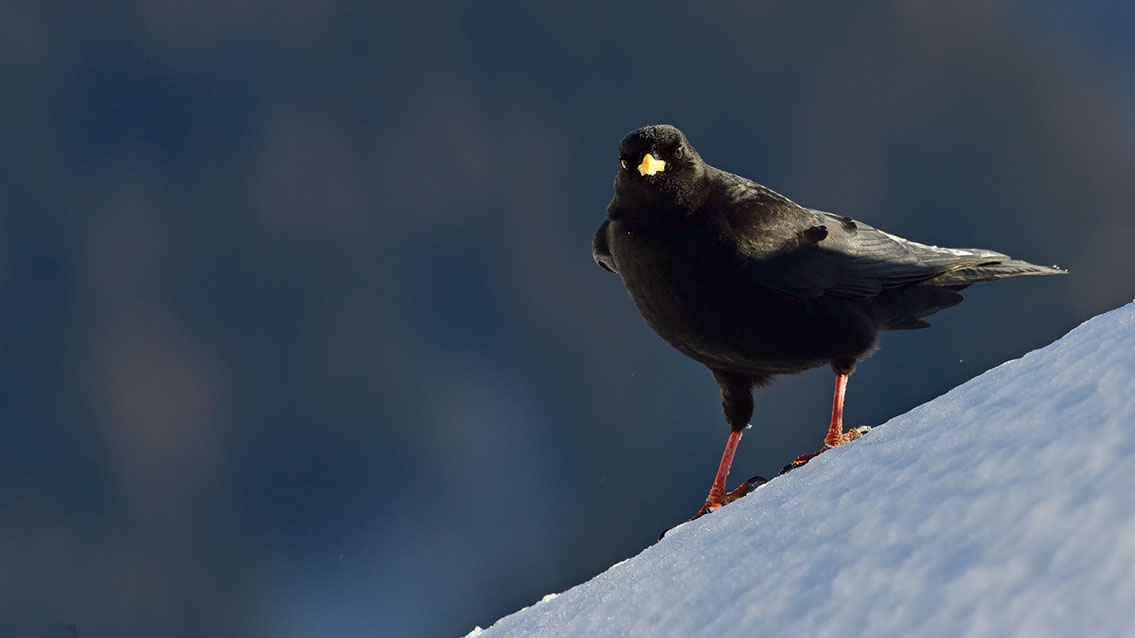 Bartgeier, Gypaète Barbu, Quebrantahuesos, Lämmergeier, Lammergeier, 