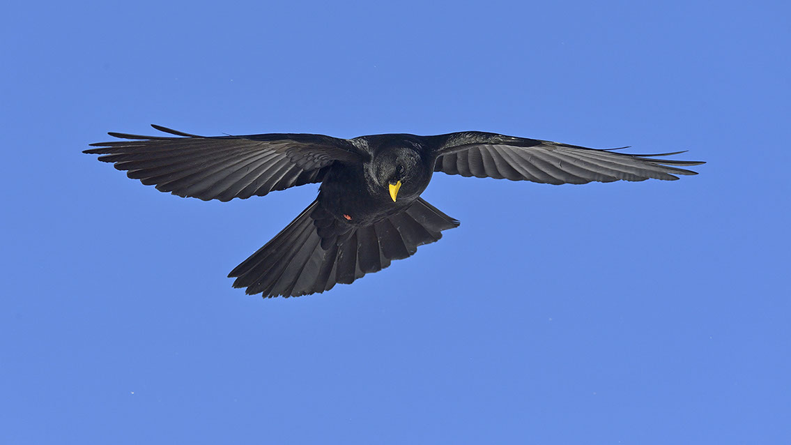 Bartgeier, Gypaète Barbu, Quebrantahuesos, Lämmergeier, Lammergeier, 