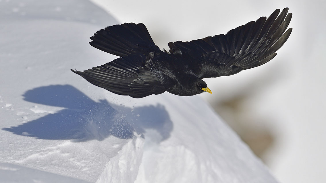 Bartgeier, Gypaète Barbu, Quebrantahuesos, Lämmergeier, Lammergeier, 