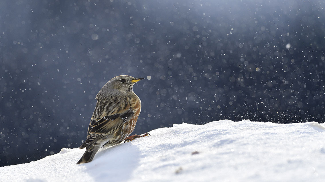 Bartgeier, Gypaète Barbu, Quebrantahuesos, Lämmergeier, Lammergeier, 