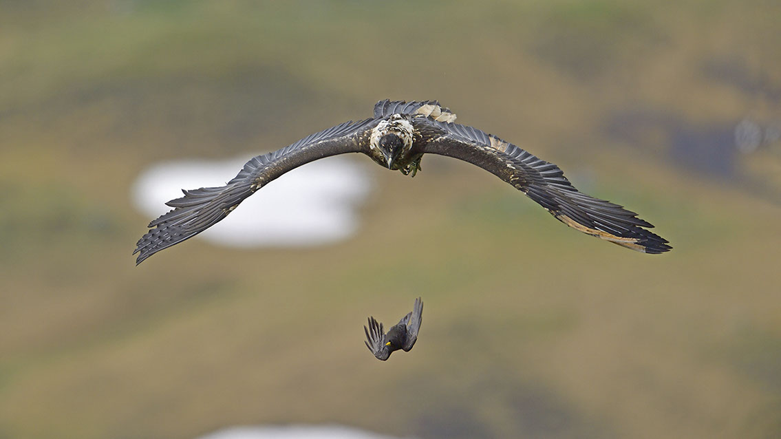 Bartgeier, Gypaète Barbu, Quebrantahuesos, Lämmergeier, Lammergeier, 