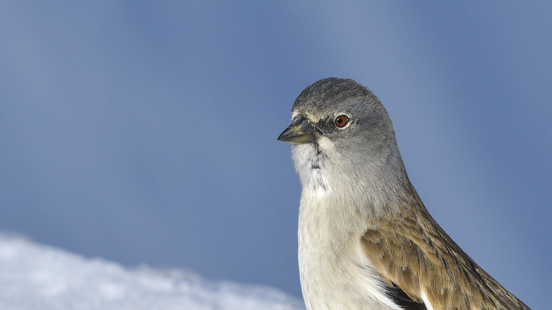 Bartgeier, Gypaète Barbu, Quebrantahuesos, Lämmergeier, Lammergeier, 