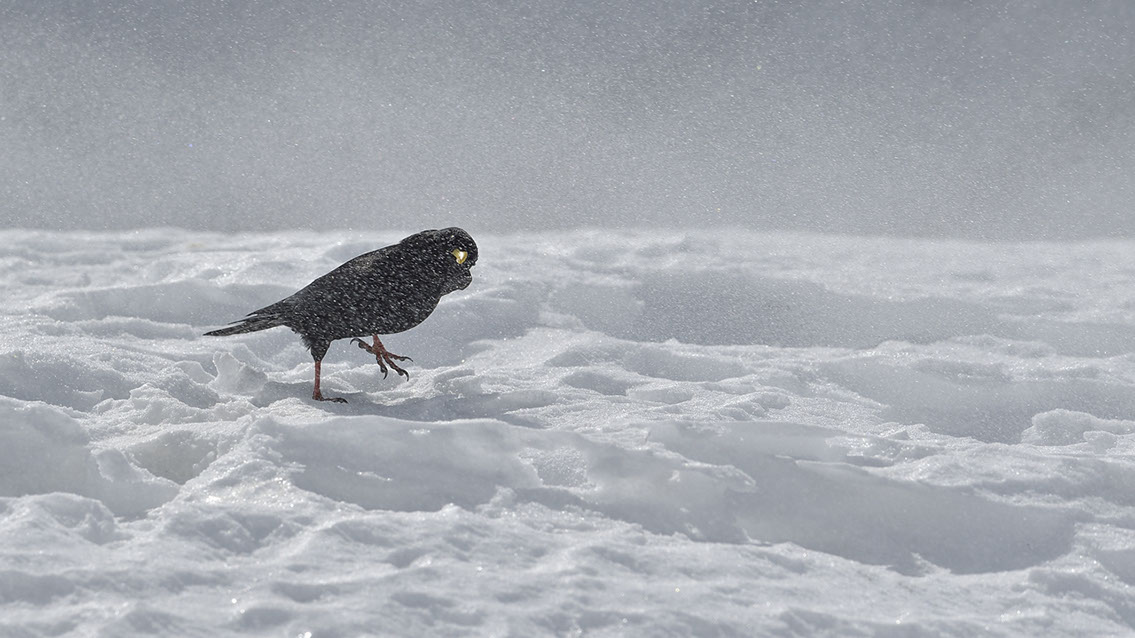 Bartgeier, Gypaète Barbu, Quebrantahuesos, Lämmergeier, Lammergeier, 